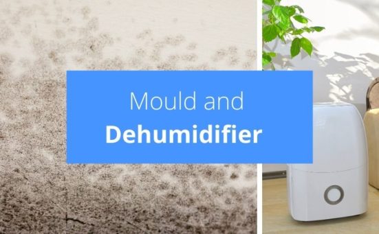 Does A Dehumidifier Kill Mould?