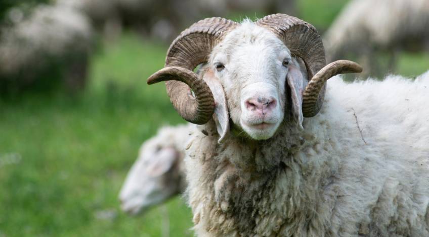 Merino Sheep