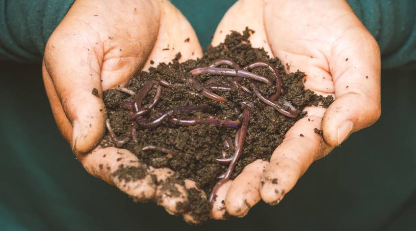 Worms