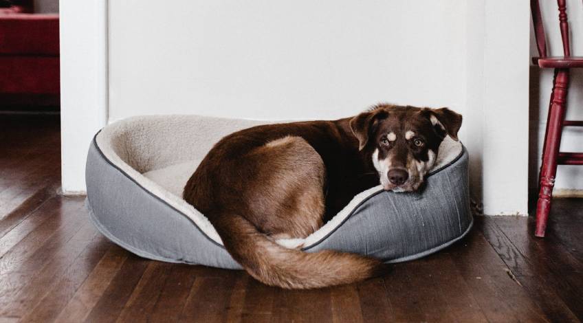 dog lying down on a dog bed