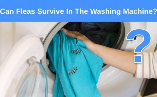 Can Fleas Survive In The Washing Machine
