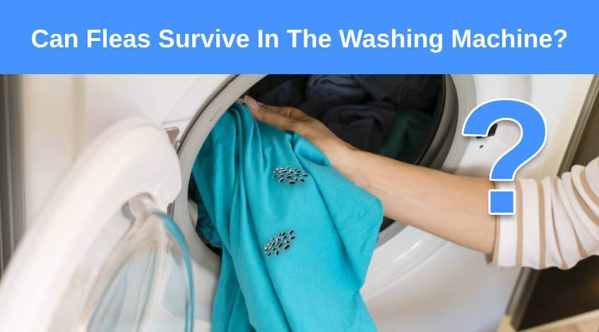 Can Fleas Survive In The Washing Machine