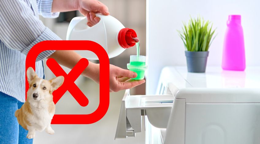 Think Fabric Softener Is Safe? Your Dog Might Disagree…