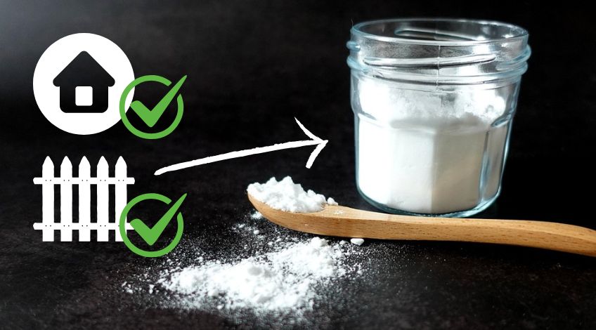 The Ultimate Guide To Using Borax In Your Home & Garden