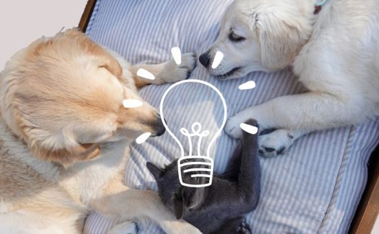 Baking Soda Hacks For Pet Owners That Nobody Told You