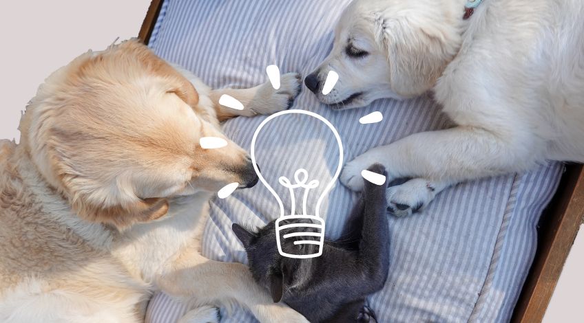 Baking Soda Hacks For Pet Owners That Nobody Told You