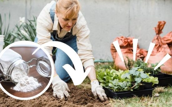 6 Surprising Uses For Baking Soda In Your Garden (you’ll love #4)