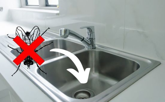 Why You Should Never Ignore Those Drain Flies… Get Rid of Them for Good!