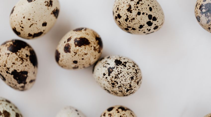 quail eggs