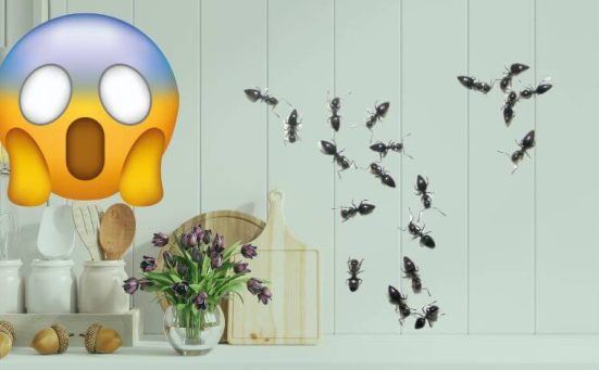 Ant Problem? This Quick Fix Will Keep Them Away for Good!