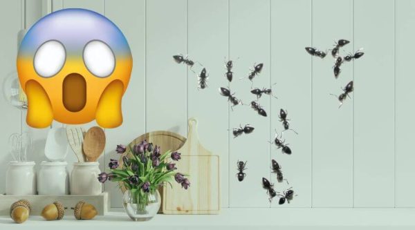 Ant Problem? This Quick Fix Will Keep Them Away for Good! - Check Appliance