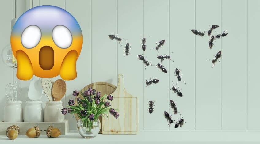 Ant Problem? This Quick Fix Will Keep Them Away for Good!