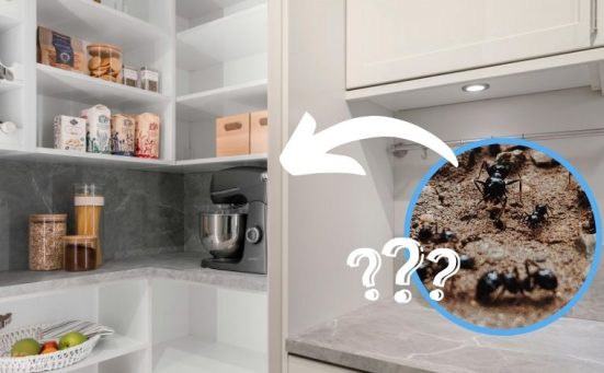 Here’s What to Do If Pantry Pests Are Taking Over Your Kitchen