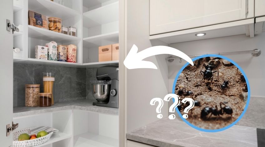 Here’s What to Do If Pantry Pests Are Taking Over Your Kitchen