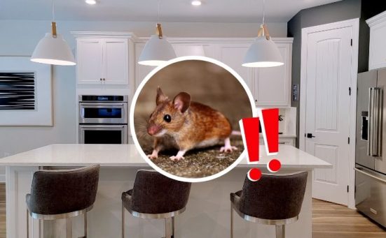 Mice in the Kitchen? Do This First Before It Gets Worse