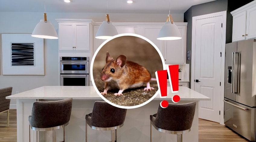 Mice in the Kitchen? Do This First Before It Gets Worse