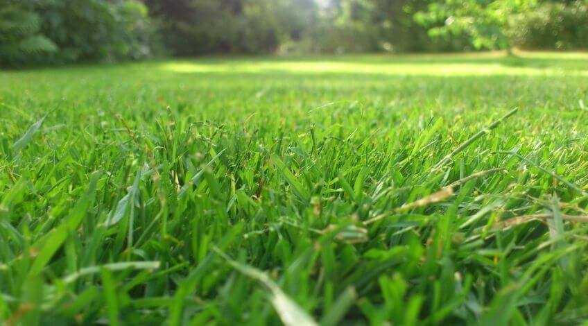 grass