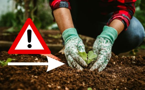Common Garden Issues That Could Ruin Your Veggies If You Don’t Act Now