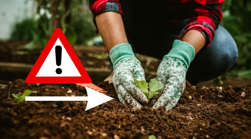 Common Garden Issues That Could Ruin Your Veggies If You Don’t Act Now