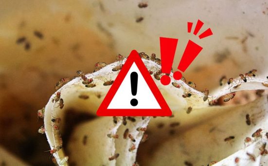 Fruit Flies Taking Over? Do This First Before It Gets Worse