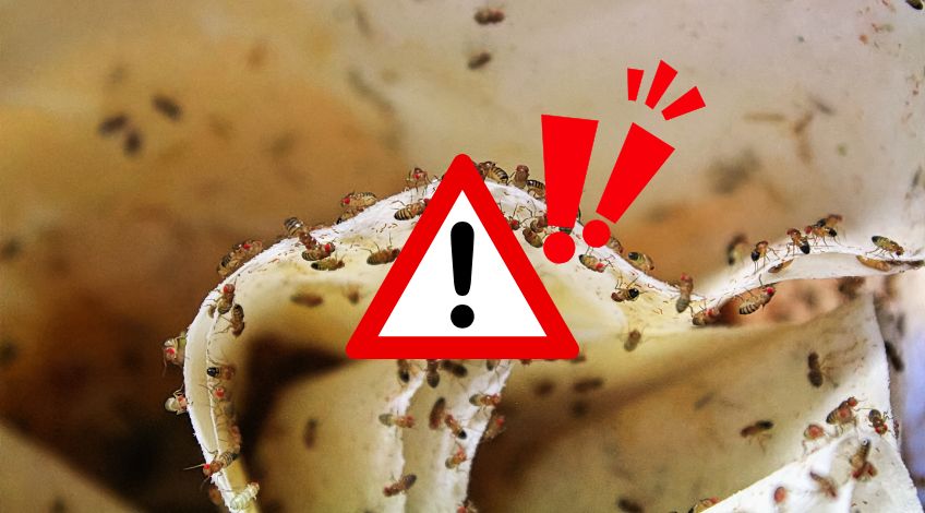 Fruit Flies Taking Over? Do This First Before It Gets Worse