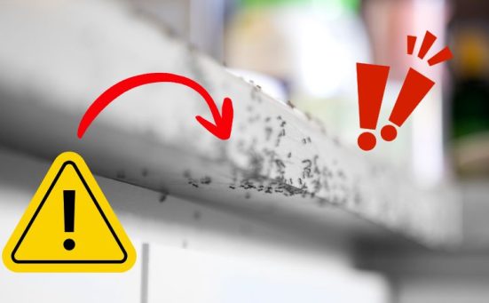 Why You Should Never Ignore Those Tiny Ant Trails In Your Kitchen