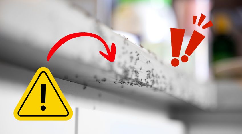 Why You Should Never Ignore Those Tiny Ant Trails In Your Kitchen